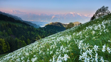 Ko na Golici zacveti: kako na ogled narcis na naravi prijazen način?