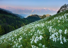 Ko na Golici zacveti: kako na ogled narcis na naravi prijazen način?