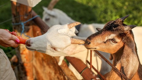 Sprehajalka v Velenju hranila kozo na paši – v zavetišču se že več ur trudijo, da bi preživela