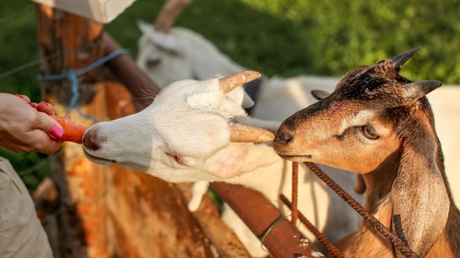 Sprehajalka v Velenju hranila kozo na paši – v zavetišču se že več ur trudijo, da bi preživela (foto: Profimedia)