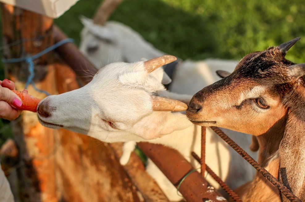 Sprehajalka v Velenju hranila kozo na paši – v zavetišču se že več ur trudijo, da bi preživela (foto: Profimedia)