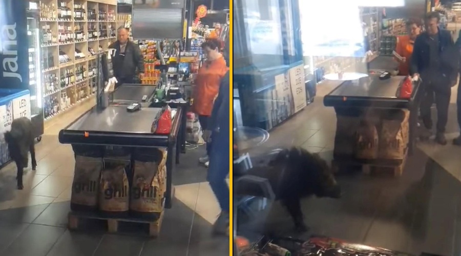 VIDEO: Nenavaden kupec v trgovini je poskrbel za pravo razburjenje med policami (foto: Facebook/Tijana Novaković/posnetek zaslona)