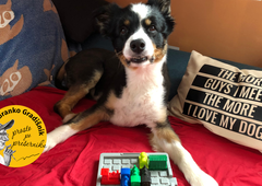 Potepanje po vasici Pigna ali kako je Gradišnikov pes igral 'Railroad Rush'