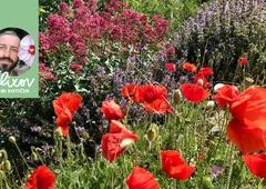 Kam po ideje in navdih za cvetoče zasaditve na balkonu, terasi in v vrtu? (FOTO)
