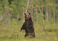 Je to res? Tuji turisti slovenskim lovcem plačujejo bajne vsote za odstrel medveda