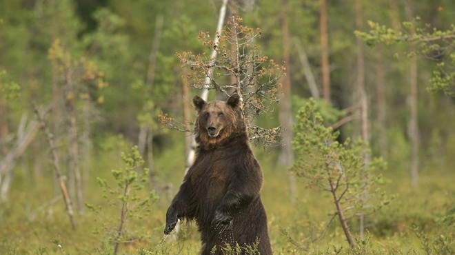 Je to res? Tuji turisti slovenskim lovcem plačujejo bajne vsote za odstrel medveda (foto: Profimedia)