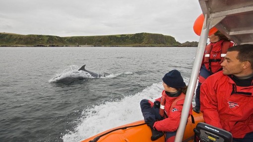 V morju pri Piranu reševali delfina (VIDEO)
