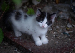 Prizor, ki stre srce: kakšen človek takole odvrže mačje mladičke?