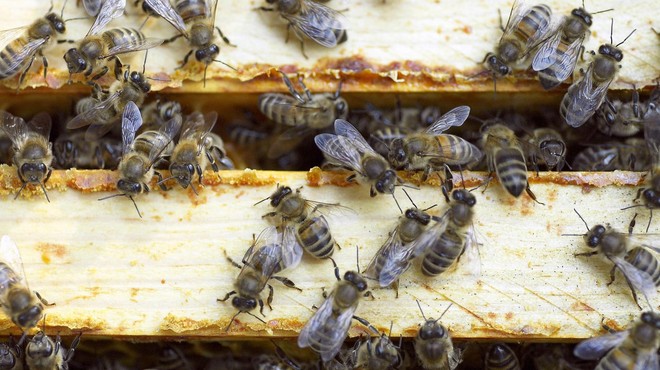 Alarmantno stanje: številnim slovenskim čebelam grozi pogin (foto: Profimedia)
