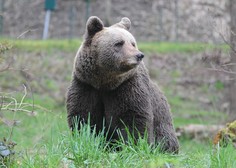 Je 26-letnega tekača v Italiji ubila medvedka slovenskih korenin? Znani so rezultati preiskave