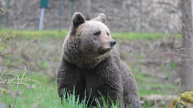 Je 26-letnega tekača v Italiji ubila medvedka slovenskih korenin? Znani so rezultati preiskave (foto: Profimedia)
