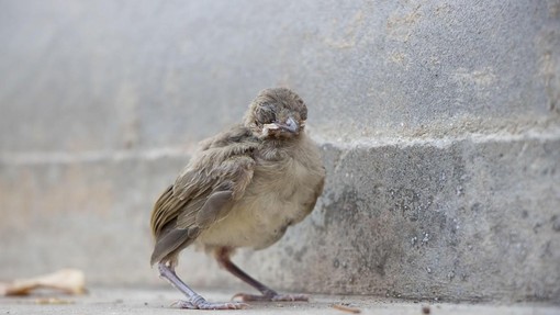 Če najdete ptičjega mladička, se ne prepustite čustvom: veste, kaj morate narediti?