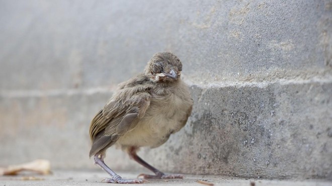 Če najdete ptičjega mladička, se ne prepustite čustvom: veste, kaj morate narediti? (foto: Profimedia)