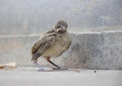 Če najdete ptičjega mladička, se ne prepustite čustvom: veste, kaj morate narediti?