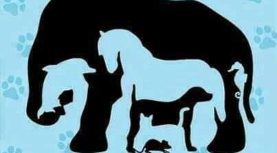 Koliko živali vidite? Uporabniki družbenih omrežij se nikakor ne strinjajo glede rezultata (foto: Twitter/Puzzle Tricks)