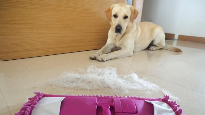 Kdaj je pretirano izpadanje pasje dlake razlog za skrb? (imamo odgovore) (foto: Profimedia)