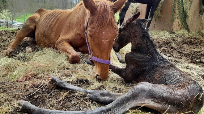 Človeška zloba ne pozna meja: 15 kobil in dva žrebička na robu smrti (FOTO) (foto: Facebook/Društvo za zaščito konj)