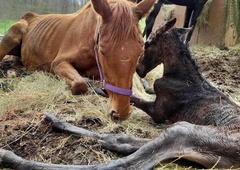 Človeška zloba ne pozna meja: 15 kobil in dva žrebička na robu smrti (FOTO)