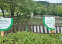 Trud, da bi zaščitili labodje mladiče, je bil zaman: vandali so po dveh dneh uničili ...