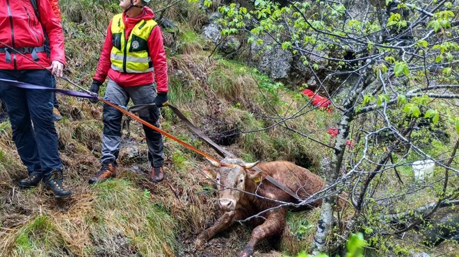 FOTO in VIDEO: S helikopterjem so reševali bika, ki je padel v tolmun (foto: Facebook/Gorska Reševalna Zveza Slovenije)