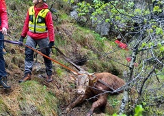 FOTO in VIDEO: S helikopterjem so reševali bika, ki je padel v tolmun