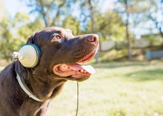 Ste vedeli, da glasba pomirja pse? (poznamo tudi odgovor, katera)