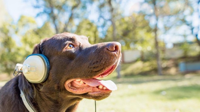 Ste vedeli, da glasba pomirja pse? (poznamo tudi odgovor, katera) (foto: Profimedia)