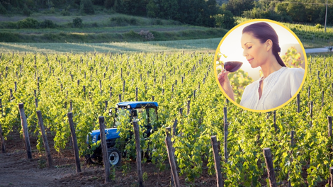 Istrski vinarji in vinogradniki bodo uresničili svoje sanje: česa takega pri nas še nismo imeli