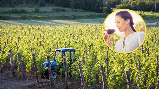 Istrski vinarji in vinogradniki bodo uresničili svoje sanje: česa takega pri nas še nismo imeli (foto: Profimedia/fotomontaža)