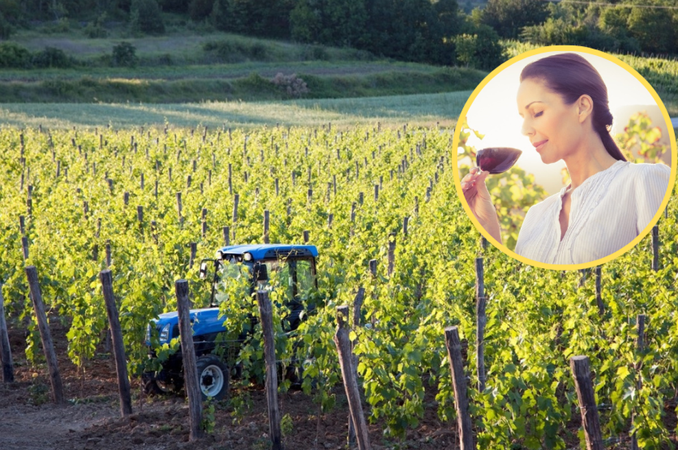Istrski vinarji in vinogradniki bodo uresničili svoje sanje: česa takega pri nas še nismo imeli (foto: Profimedia/fotomontaža)