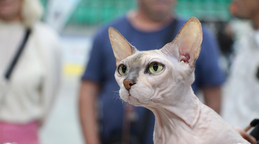Katera je najlepša? V Ljubljani na ogled mačje manekenke (foto: Facebook/Felinološko društvo Ljubljana)