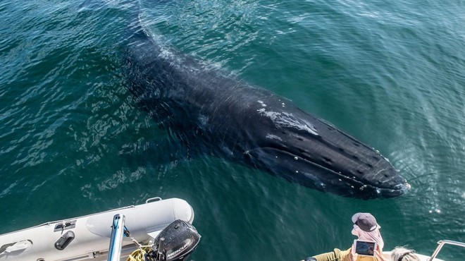 Svet obkroža fotografija kita, ki se je pognal iz oceana čisto blizu ljudi (foto: Profimedia)