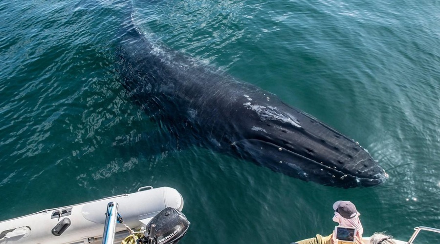 Svet obkroža fotografija kita, ki se je pognal iz oceana čisto blizu ljudi (foto: Profimedia)