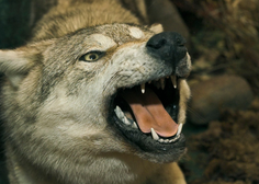 Napad volka na Bledu sprožil oster odziv lokalnih prebivalcev: jim bo vlada prisluhnila?