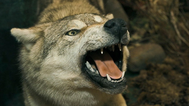 Napad volka na Bledu sprožil oster odziv lokalnih prebivalcev: jim bo vlada prisluhnila? (foto: Profimedia)