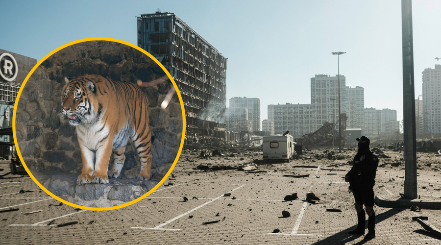 Siloviti ruski napadi na ukrajinsko prestolnico: ostanki raket letijo tudi na kijevski živalski vrt (VIDEO) (foto: Profimedia/fotomontaža)