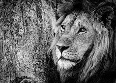 Umrl je Loonkito, najstarejši lev v divjini na svetu, in to ne naravne smrti