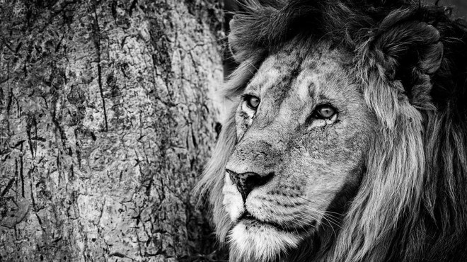 Umrl je Loonkito, najstarejši lev v divjini na svetu, in to ne naravne smrti (foto: Profimedia)