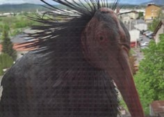Presenečenje dneva: na okno Postonjčana priletel ptič, ki je pri nas že zdavnaj izumrl (VIDEO)