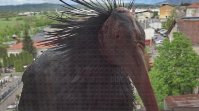 Presenečenje dneva: na okno Postonjčana priletel ptič, ki je pri nas že zdavnaj izumrl (VIDEO) (foto: Facebook/Boris Arko)