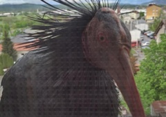 Presenečenje dneva: na okno Postonjčana priletel ptič, ki je pri nas že zdavnaj izumrl (VIDEO)