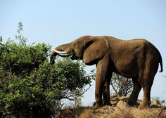 Po 35 letih v ujetništvu je slončica Mundi končno doma
