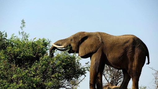 Po 35 letih v ujetništvu je slončica Mundi končno doma