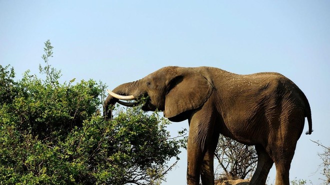 Po 35 letih v ujetništvu je slončica Mundi končno doma (foto: Profimedia)