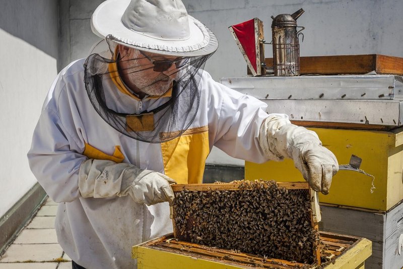 Na eno od strešnih teras so 1. aprila 2011 prvi namestili t. i. nakladne panje in začeli z urbanim čebelarstvom.