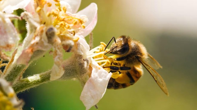 Zakaj so čebele izjemnega pomena za človeštvo: od njih je odvisna vsaka tretja žlica naše hrane (foto: Arhiv Cankarjev dom)