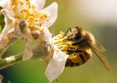 Zakaj so čebele izjemnega pomena za človeštvo: od njih je odvisna vsaka tretja žlica naše hrane