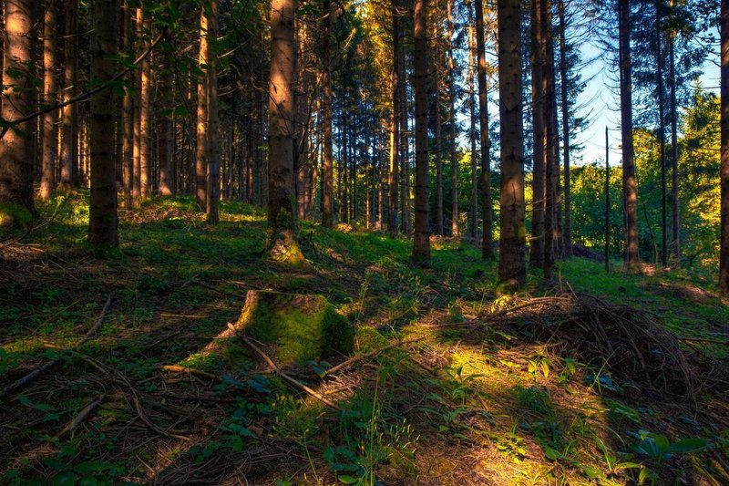 Teden gozdov je vsakoletna akcija promocije gozdov in gozdarstva, geslo letošnjega je "Gozdovi prihodnosti".