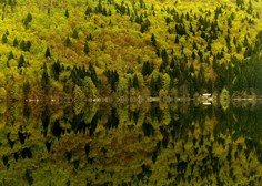Slovenija je na tretjem mestu v EU po prekritosti z gozdovi, si želite, da bi ostalo tako?