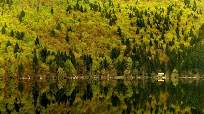Slovenija je na tretjem mestu v EU po prekritosti z gozdovi, si želite, da bi ostalo tako? (foto: Profimedia)